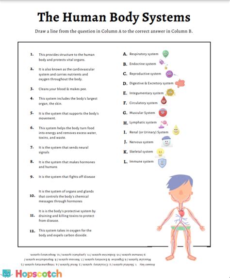 20 Body Systems Worksheet Answers Worksheet From Home Body Systems Matching Worksheet - Body Systems Matching Worksheet
