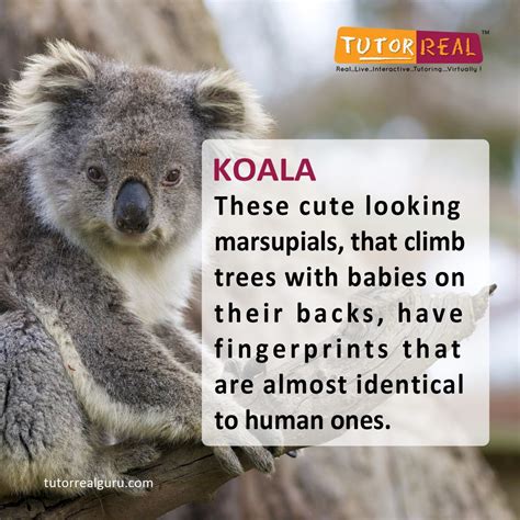 20 Cool Facts About Animals Wow Gallery Ebaumu0027s Cool Science Facts About Animals - Cool Science Facts About Animals