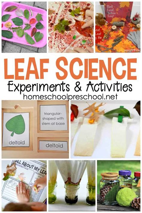 20 Engaging Leaf Themed Science Activities For Preschoolers Preschool Science Themes - Preschool Science Themes
