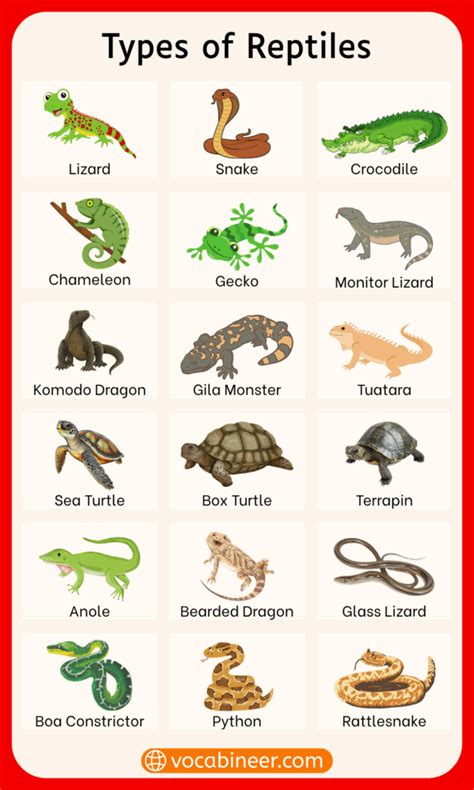 20 example of reptiles