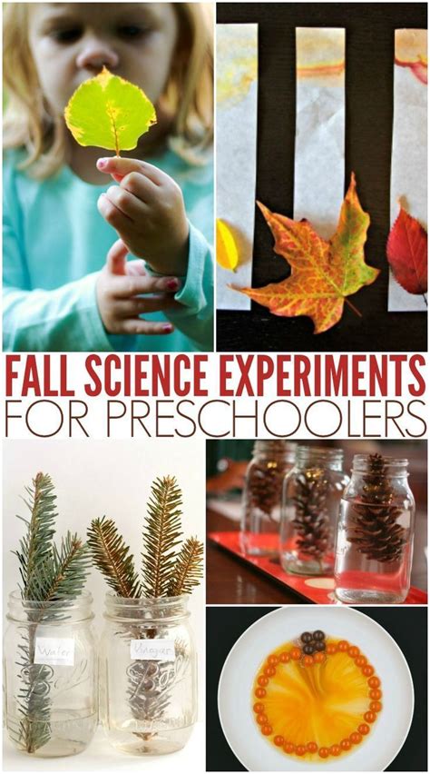 20 Fall Science Experiments Preschool Kindergarten Amp Fall Preschool Science Activities - Fall Preschool Science Activities