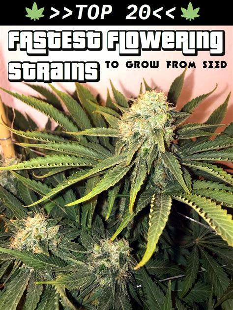 20 Fastest Flowering Strains To Grow From Seed 45 Day Flowering Strains - 45 Day Flowering Strains