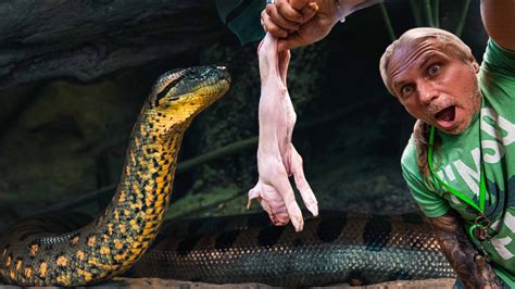 Anacondas eat a wide variety of animals suc