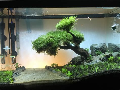 20 gallon aquascape ideas. I have an aqueon 29 gallon deluxe kit and ive been wanting to aquascape it for a few months now and I have only recently really gotten into it. Ill leave all of the details about the substrate, lighting, etc below. Pictures: Details: Substrate: Caribsea Flora-Max topped with sand. Lighting: Stock 20 watt full spectrum fluorescent T8. 