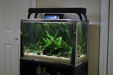 20 gallon fish tank aquarium. Dec 13, 2021 ... Get From Here: 1 . Tetra Deluxe Aquatic Turtle Kit 20-Gallon https://tinyurl.com/yw7x3erf [Amazon] 2 . SeaClear Acrylic Aquarium Combo Set ... 