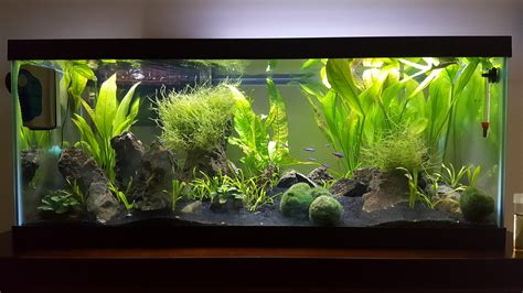 Hello, essentially I am looking for a lot of guidance on how I should go about aquascaping my 20 gallon tall tank. I currently have an eco-complete layer, ... 20 long planted aquascape help. idkausernamesoyeah; Mar 9, 2022; Aquarium Aquascaping Forum; Replies 6 Views 361. Mar 11, 2022. idkausernamesoyeah. 