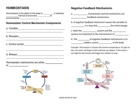 20 Homeostasis Worksheet High School Nervous System Worksheet For Kids - Nervous System Worksheet For Kids