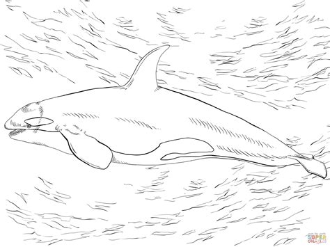 20 Killer Whale Coloring Pages Free Pdf Printables Orca Whale Coloring Page - Orca Whale Coloring Page