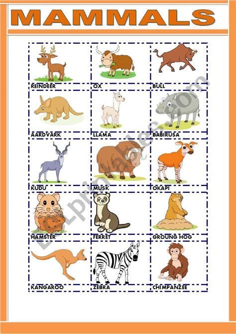 20 Mammal Worksheets For Kindergarten Desalas Template Mammal Worksheets For Kindergarten - Mammal Worksheets For Kindergarten