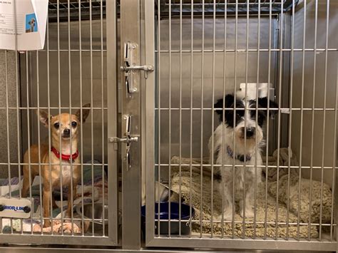 20 sheltered dogs from Riverside County transported to Wisconsin