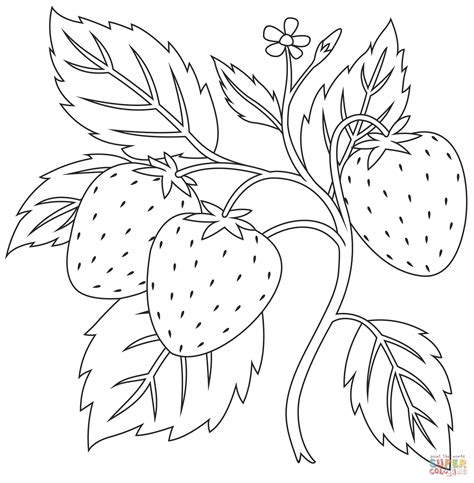 20 Strawberry Coloring Pages Free Pdf Printables Monday Printable Pictures Of Strawberries - Printable Pictures Of Strawberries