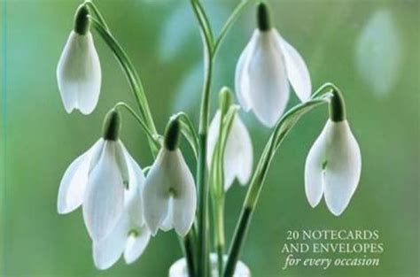 Read 20 Notecards And Envelopes Snowdrops A Delightful Pack Of High Quality Flower Gift Cards And Decorative Envelopes Card Pack Stationery Card Box 
