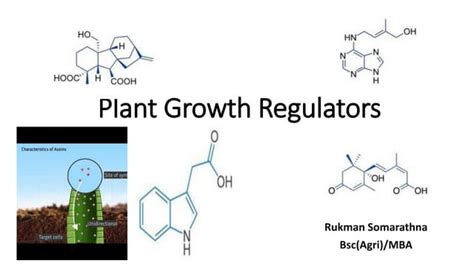 20. PLANT GROWTH REGULATORS - raincitystudios.com