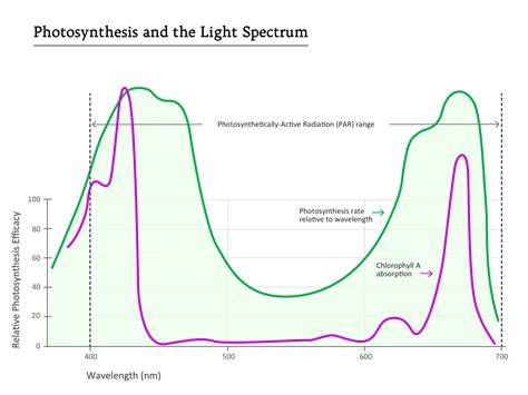 20.1: Light Absorption in Photosynthesis - An Overview - raincitystudios.com