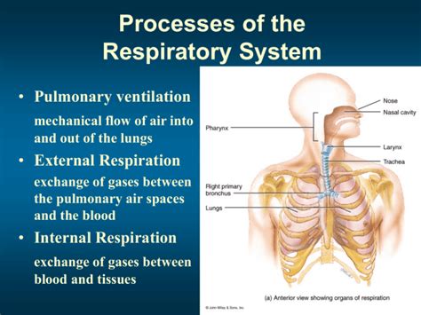20.4: The Processes of the Respiratory System - muktibox.com