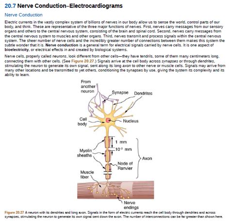20.7 Nerve Conduction–Electrocardiograms - OpenStax - muktibox.com