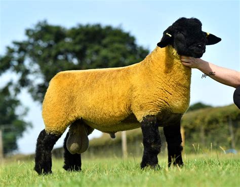 200,000gns bid sets Suffolk record at Lanark - Farmers Weekly