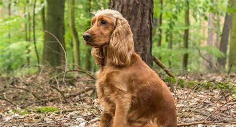 200+ Free Cocker Spaniel & Dog Images - Pixabay