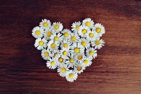 200+ Free Daisy Heart & Heart Images - Pixabay