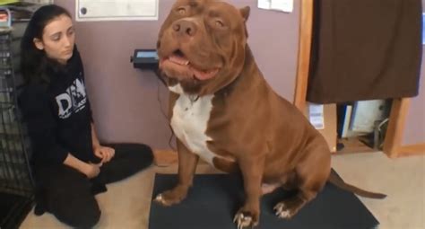 200 pound pitbull. Hi Guys! It's Krystal, the dog trainer and CEO of Hustler's Pits. This video showcases a lot of crazy fun as always. #dayinthelife as a breeder, #dogtrainer ... 