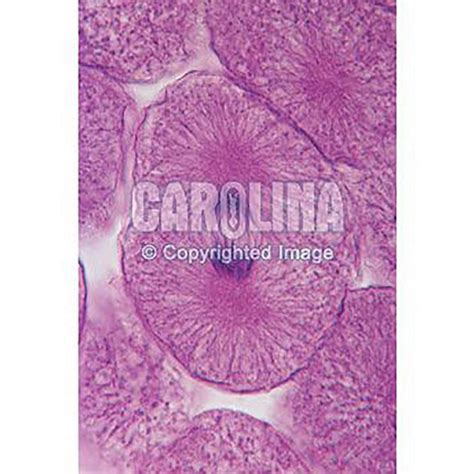 2008 carolina biological supply company student guide. - Comfort sentry thermostat manual for heat pumps.