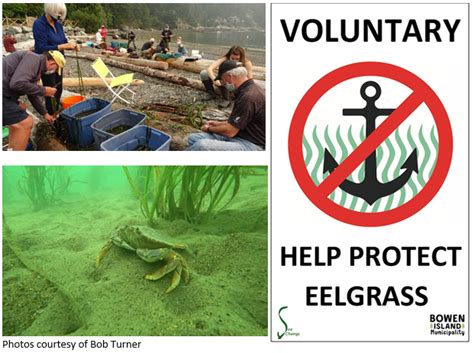 2013 Final Report Nearshore Eelgrass Inventory Bowen, …