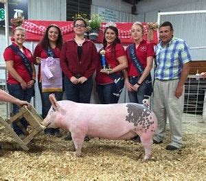 2016 Winners penningtonshowpigs