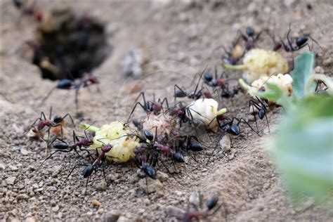 codini.rgarabwor.edu.pl. 