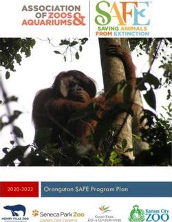 2020-2022 Orangutan SAFE Program Plan - raincitystudios.com