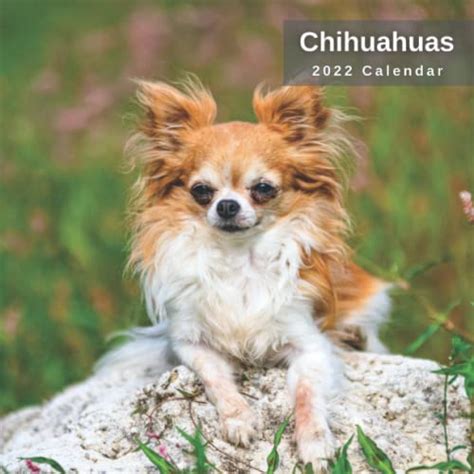 2022 Chihuahua Calendar