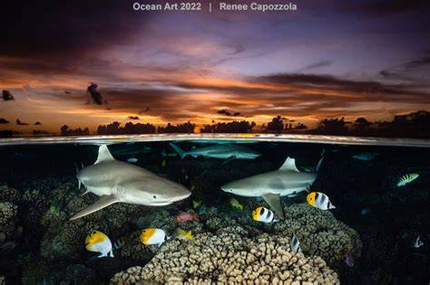 2022 Ocean Art Contest Winners - Underwater … - raincitystudios.com