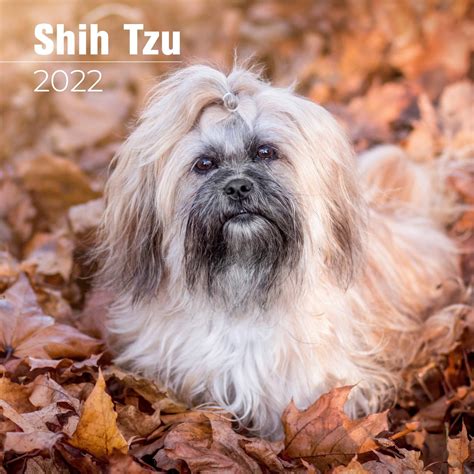 2022 Shih Tzu Calendar