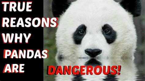 Hey Pandas What s The Most Dangerous Thing You ve Ever Done