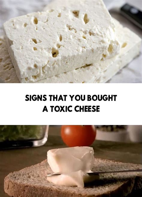 Toxic cheese download