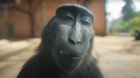 Monkey Monkey Scared GIF - Monkey Monkey Scared Scream - Discover & Share  GIFs