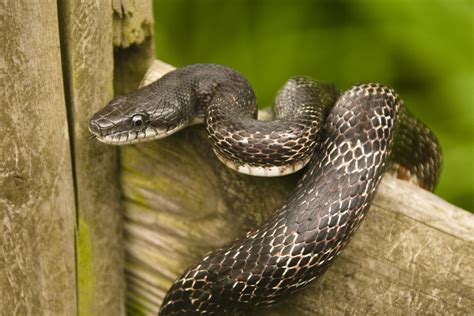 Black rat snake oklahoma