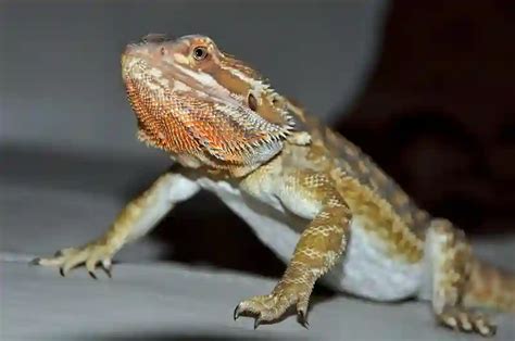 What can i feed my baby bearded dragon besides crickets