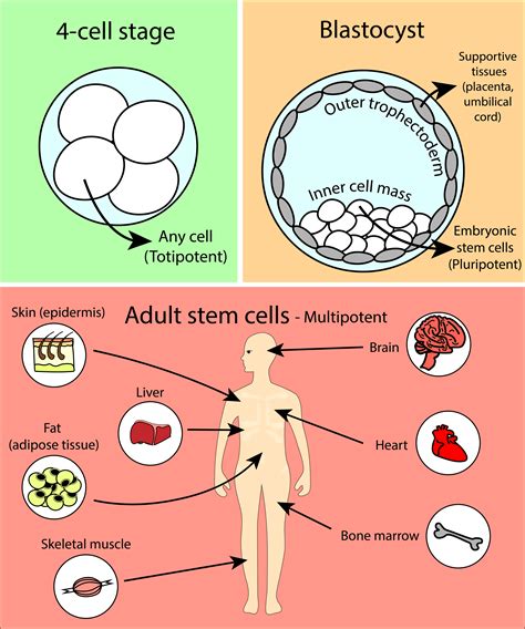 Malaika Arorasex - th?q=2023 2023 Where are adult stem cells. -  psjz704de43.xn--b1agi6as7cm.xn--p1ai