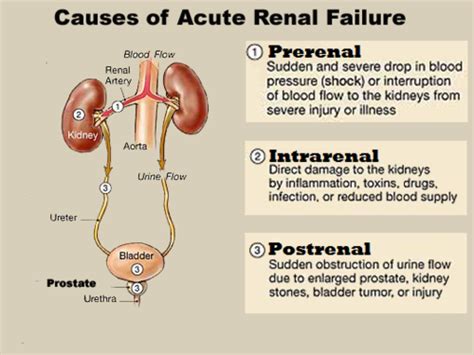 Which hormone is affected by renal failure quizlet