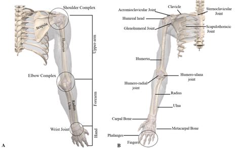 Anatomy upper limb شرح will experienced