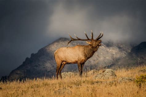 2023 Colorado Elk Season