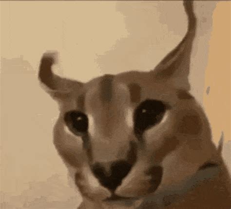 Floppa Cat Discord GIF - Floppa Cat Discord - Discover & Share GIFs