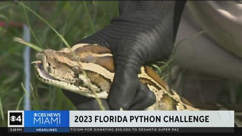 2023 Florida Python Challenge underway in Everglades