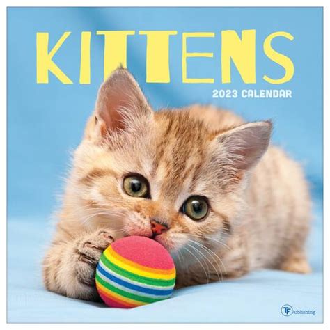 Kittens For Sale & Cats For Sale Near Me, KittensUp4Sale