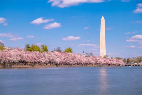 2023 National Cherry Blossom Festival FAQ
