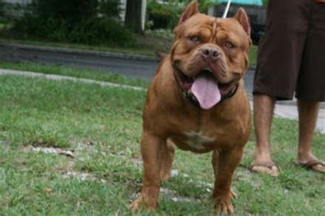 ABKC Nationals 2023 Prediction, Who Will Win Best Of Breed For The  American Bully?