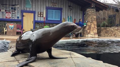 2023 St. Louis Zoo sea lion training taking place through March 26