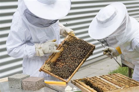 2024 BEEKEEPING LEGALIZED IN TORRANCE!
