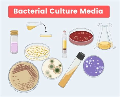 2024 Bacteria culture medium protocols meaning