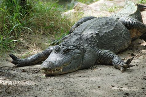 474px x 315px - 2024 Alligatorlistcrawler Alligator - eklerist.online Unbearable awareness  is